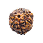 5 Mukhi Rudraksha Nepal - (15.84 mm)