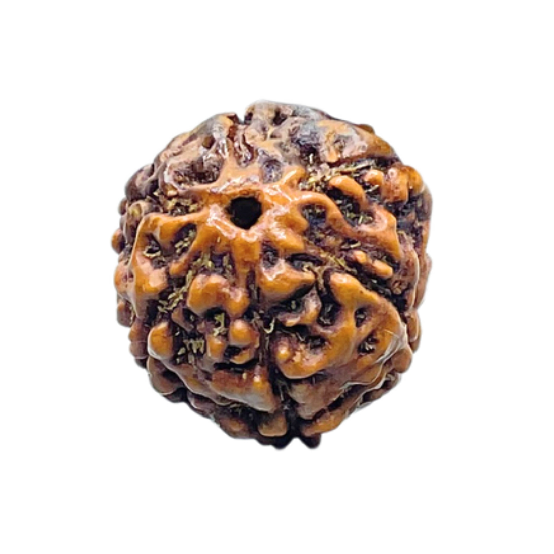 5 Mukhi Rudraksha Nepal - (15.84 mm)