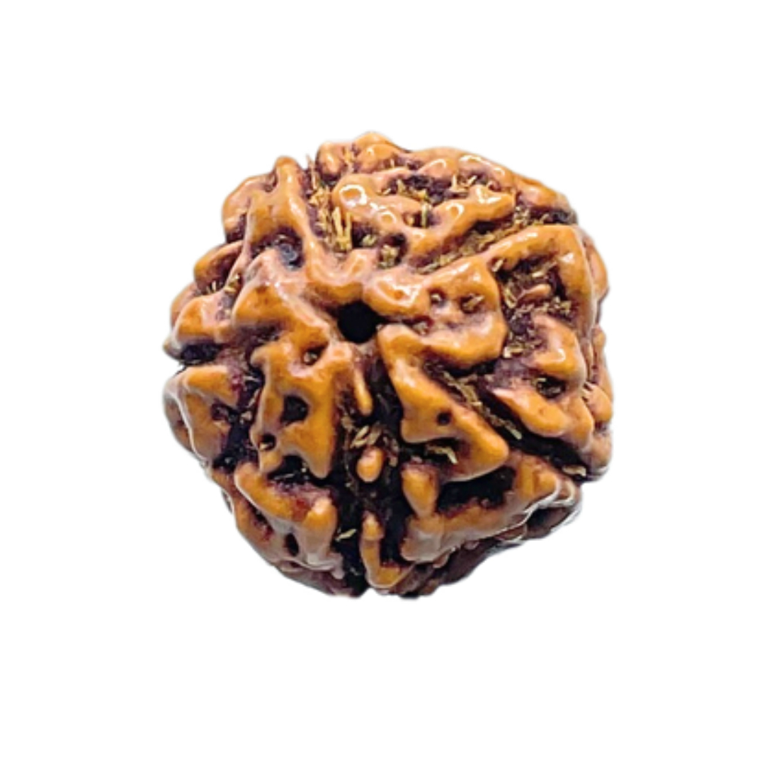 5 Mukhi Rudraksha Nepal - (16.04 mm)