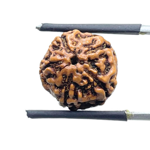 5 Mukhi Rudraksha Nepal - (16.04 mm)