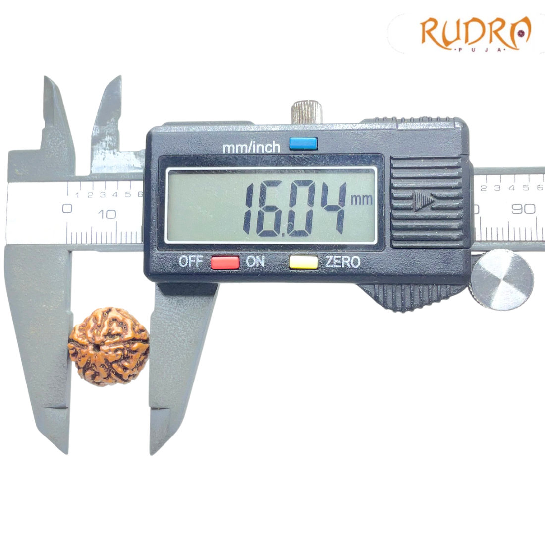 5 Mukhi Rudraksha Nepal - (16.04 mm)