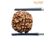 5 Mukhi Rudraksha Nepal - (16.04 mm)