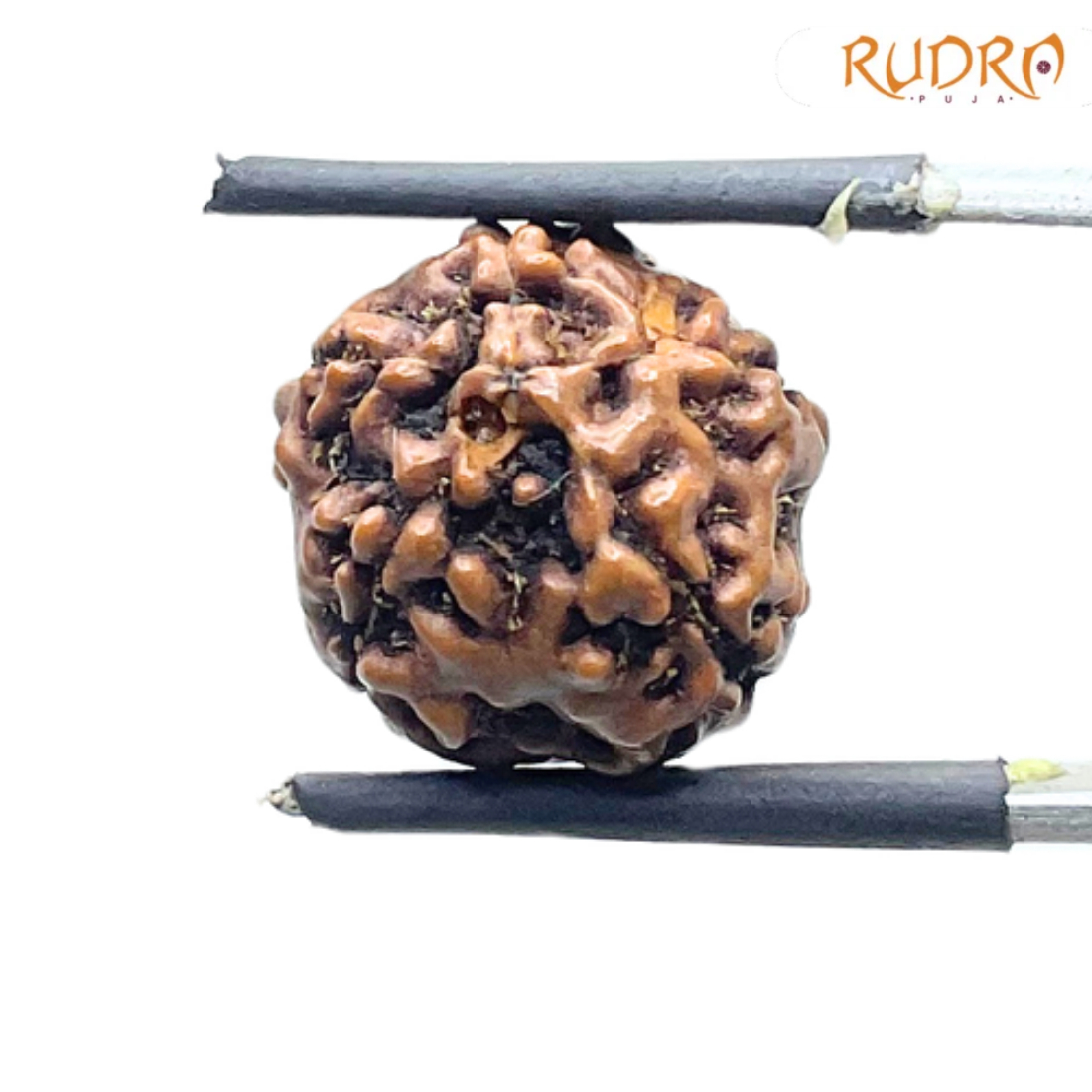 5 Mukhi Rudraksha Nepal - (16.04 mm)