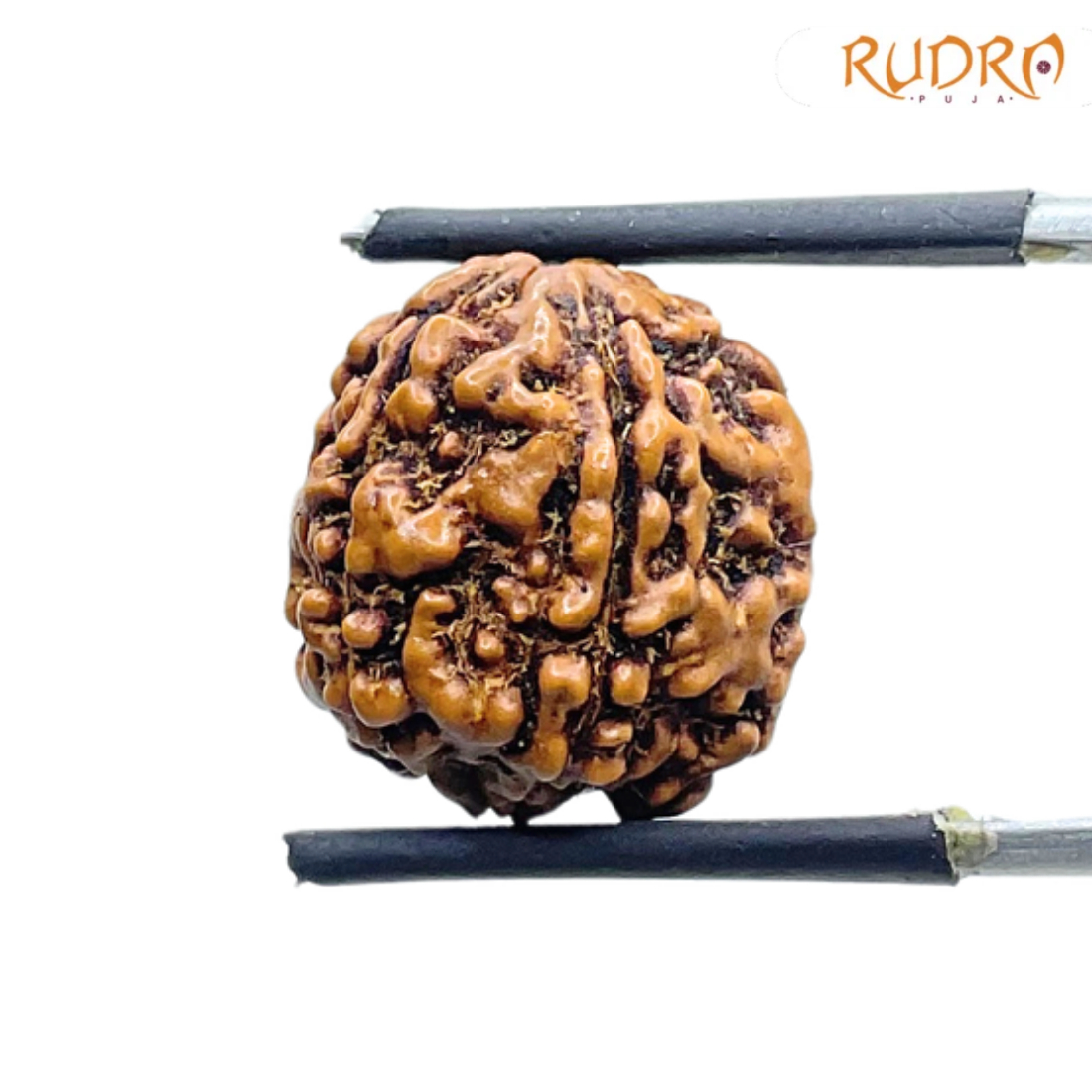 5 Mukhi Rudraksha Nepal - (16.04 mm)