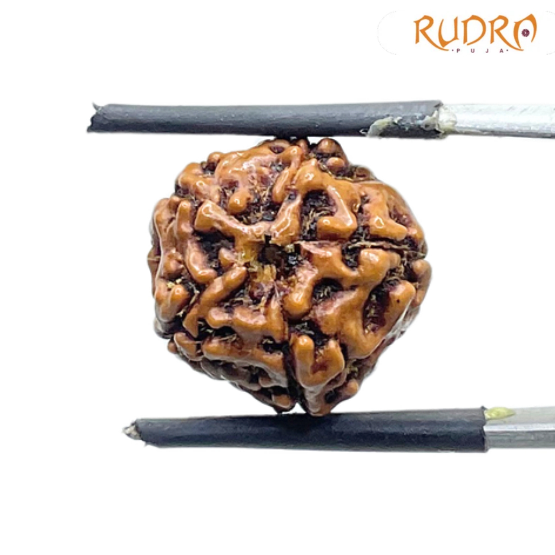 5 Mukhi Rudraksha Nepal - (16.13 mm)