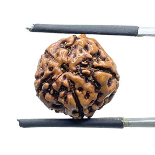 5 Mukhi Rudraksha Nepal - (16.13 mm)