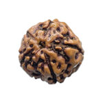 5 Mukhi Rudraksha Nepal - (16.13 mm)