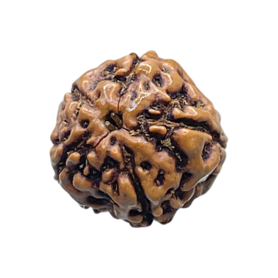 5 Mukhi Rudraksha Nepal - (16.13 mm)
