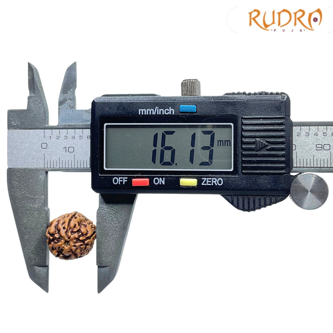 5 Mukhi Rudraksha Nepal - (16.13 mm)