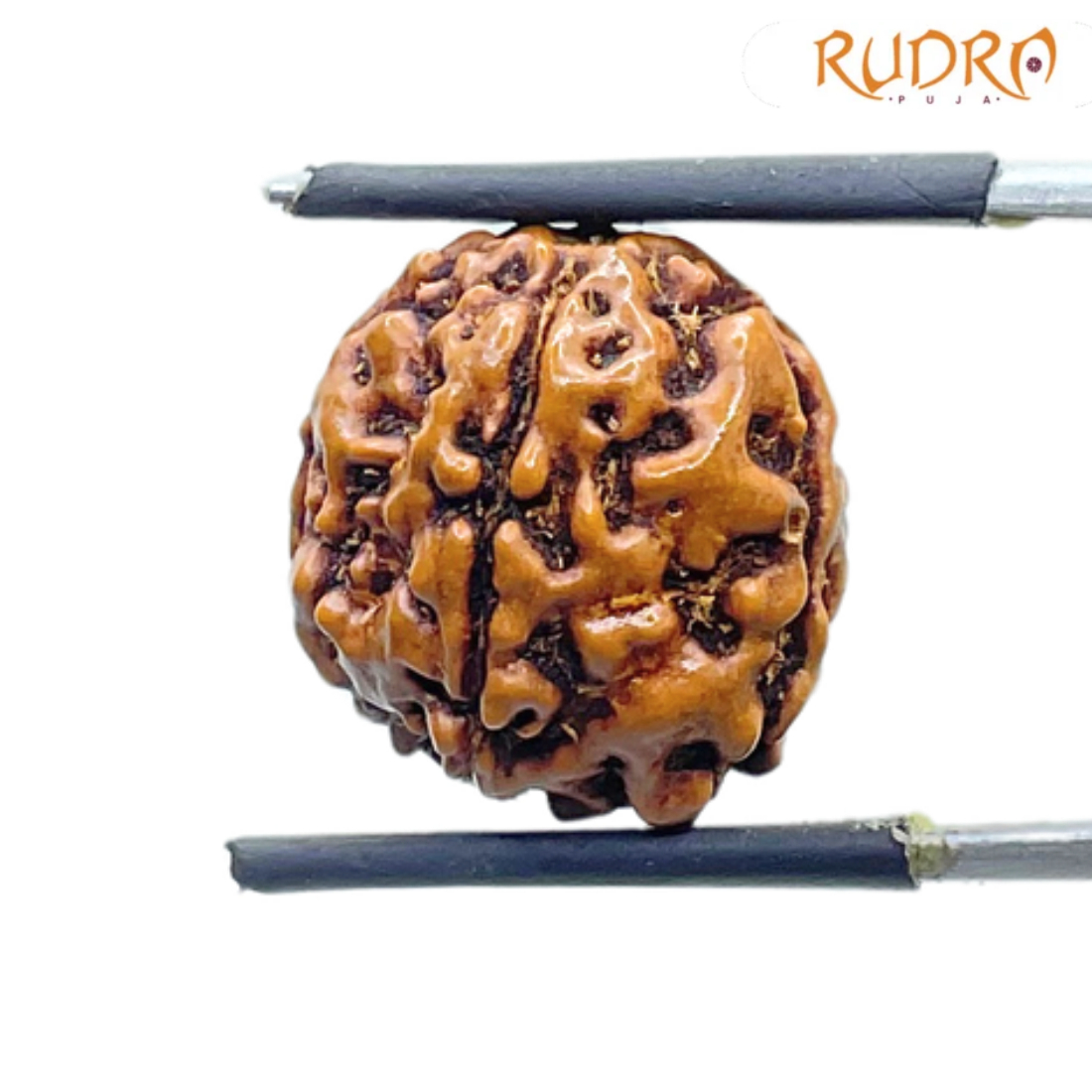 5 Mukhi Rudraksha Nepal - (16.13 mm)