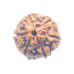5 Mukhi Rudraksha Nepal - (16.19 mm)