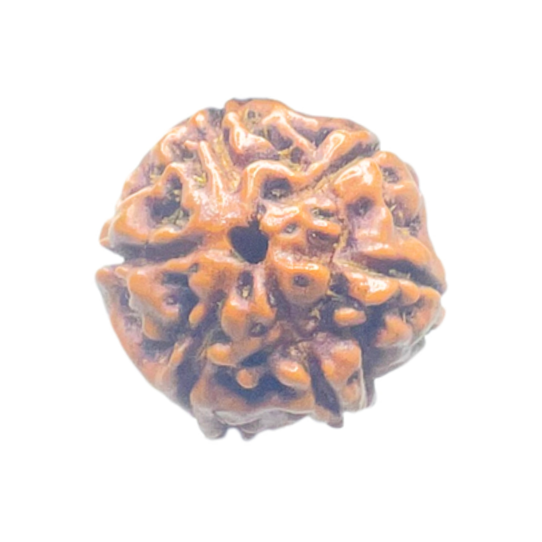 5 Mukhi Rudraksha Nepal - (16.19 mm)