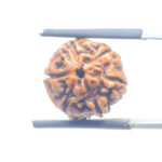 5 Mukhi Rudraksha Nepal - (16.19 mm)