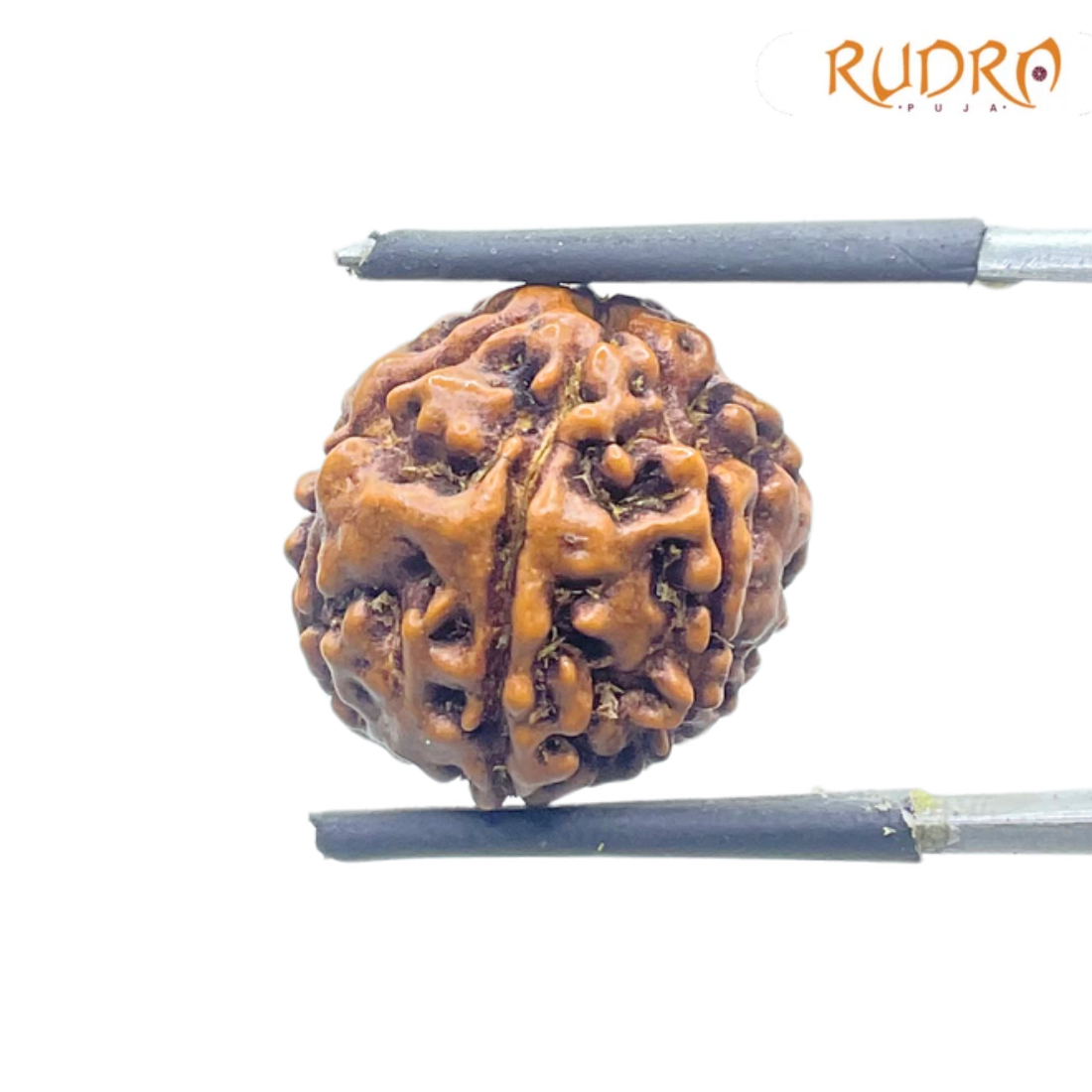 5 Mukhi Rudraksha Nepal - (16.19 mm)