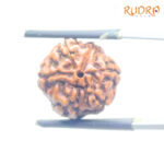 5 Mukhi Rudraksha Nepal - (16.19 mm)