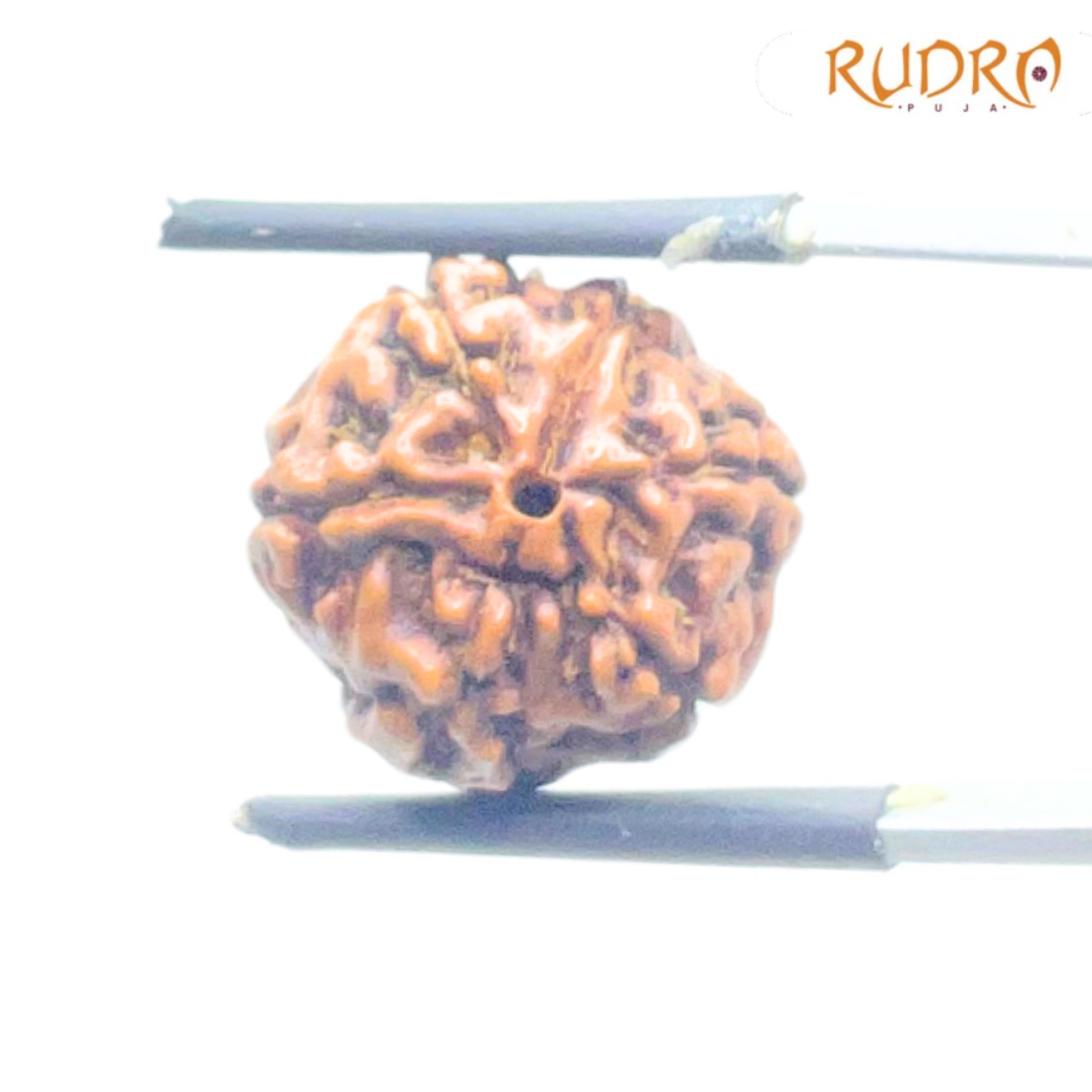 5 Mukhi Rudraksha Nepal - (16.19 mm)