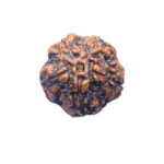 5 Mukhi Rudraksha Nepal - (17.36mm)