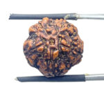 5 Mukhi Rudraksha Nepal - (17.36mm)