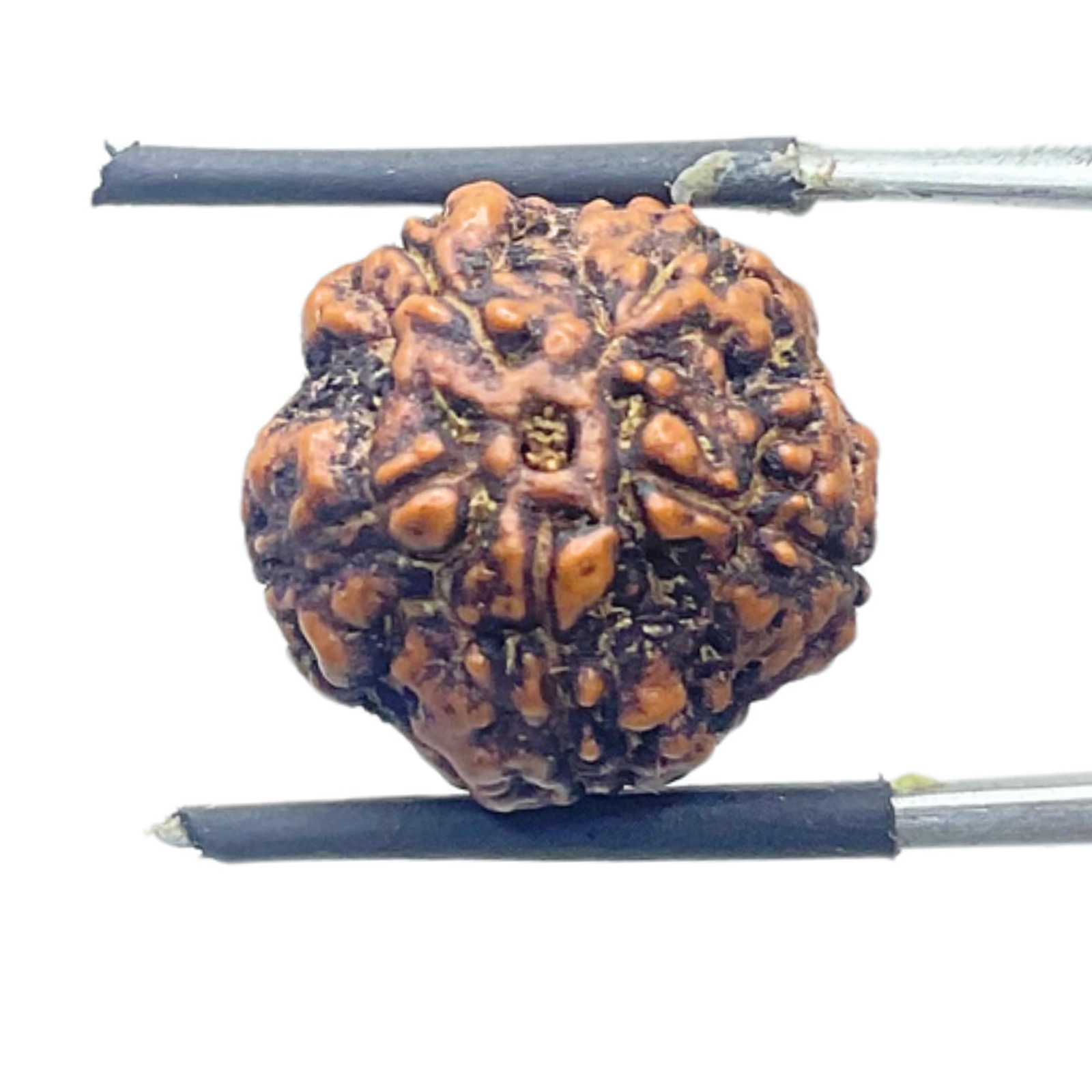 5 Mukhi Rudraksha Nepal - (17.36mm)