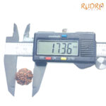 5 Mukhi Rudraksha Nepal - (17.36mm)