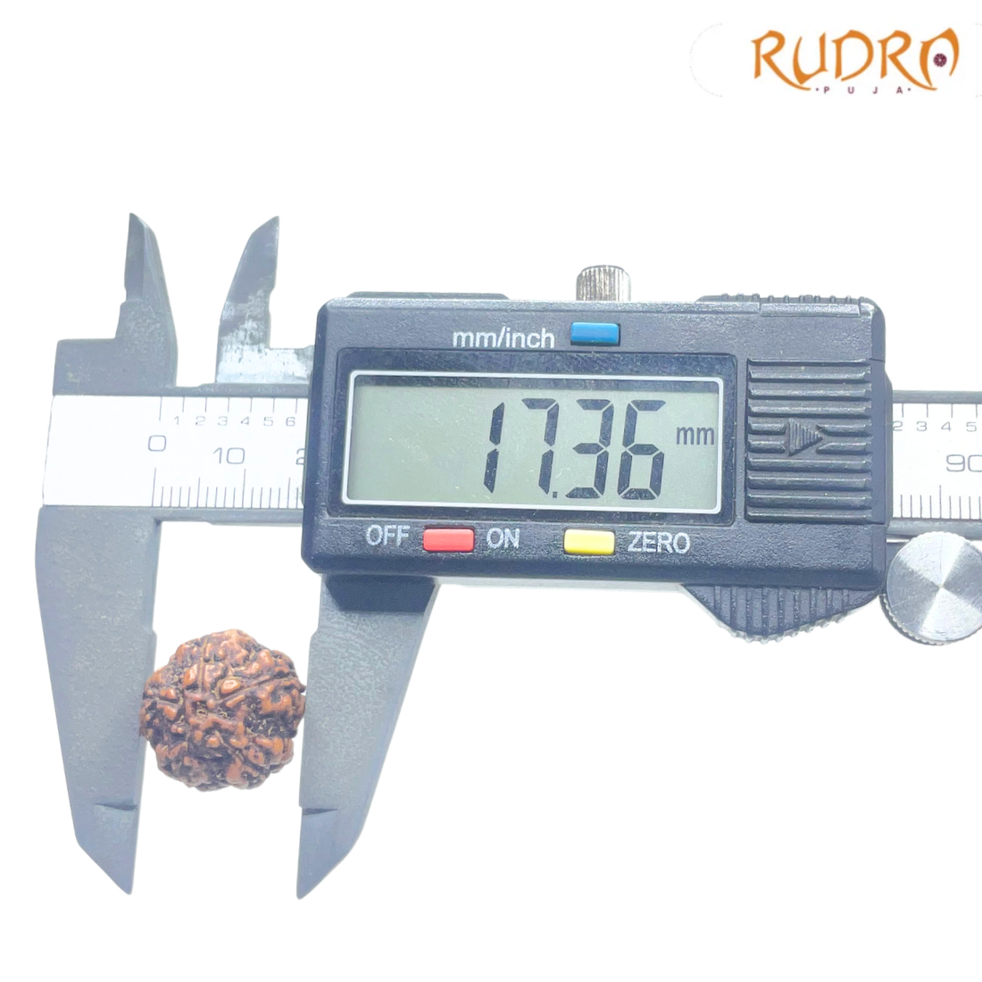 5 Mukhi Rudraksha Nepal - (17.36mm)