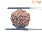 5 Mukhi Rudraksha Nepal - (17.36mm)
