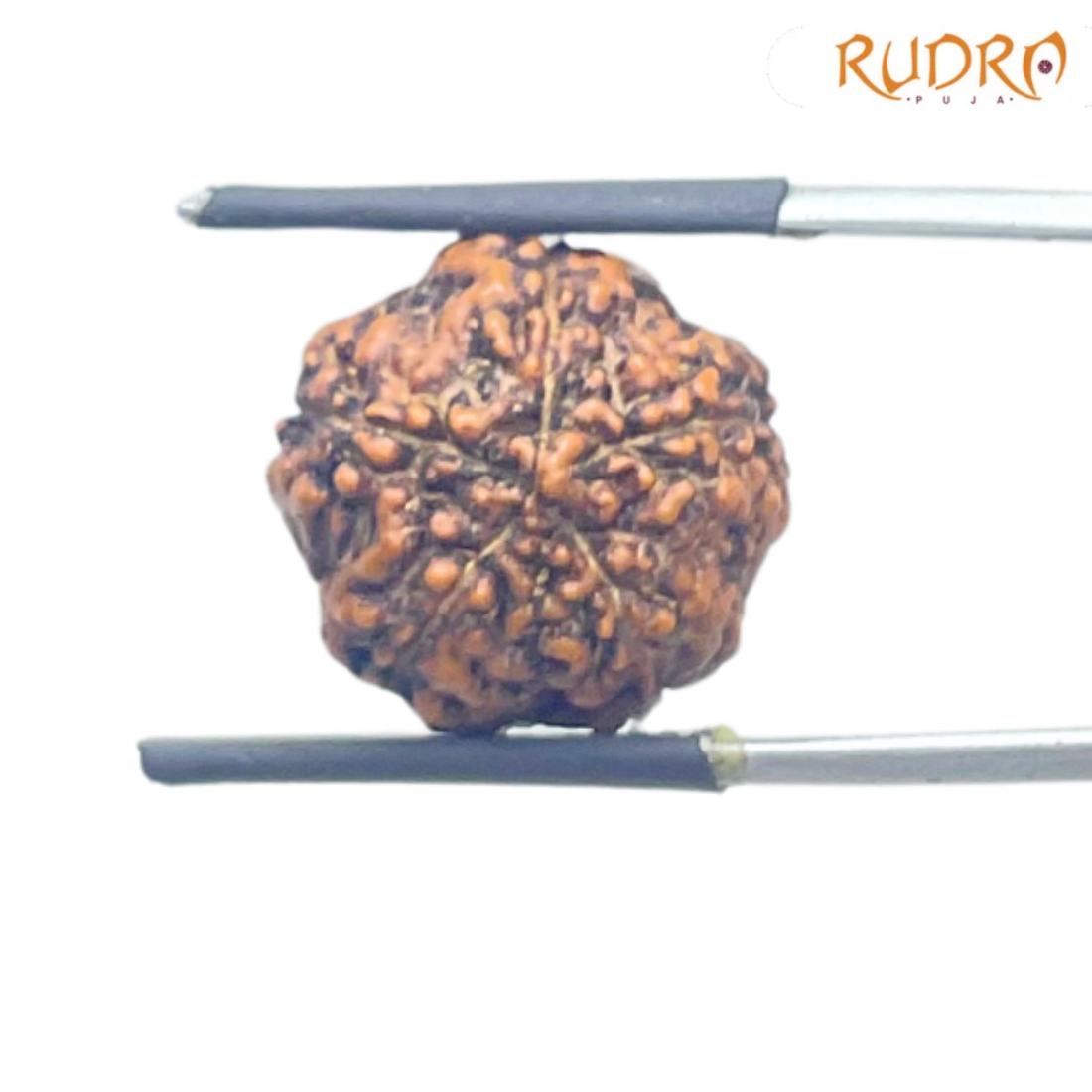 5 Mukhi Rudraksha Nepal - (17.36mm)