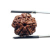 5 Mukhi Rudraksha Nepal - (19.18 MM)