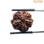 5 Mukhi Rudraksha Nepal - (19.18 MM)