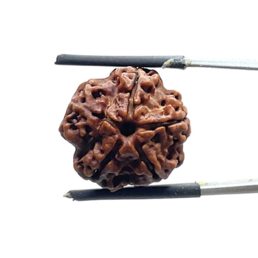 5 Mukhi Rudraksha Nepal - (19.18 MM)