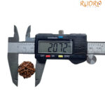 5 Mukhi Nepal Rudraksha - (20.72 MM) - Image 4