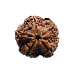 5 Mukhi Nepal Rudraksha - (19.85 MM)